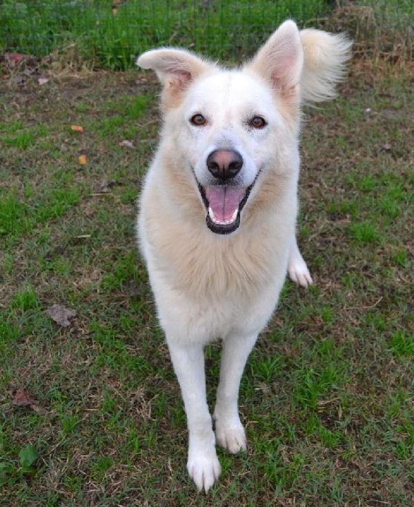 GELSOMINA, cagnolozza bella e vivace (Pavia) Foto 2